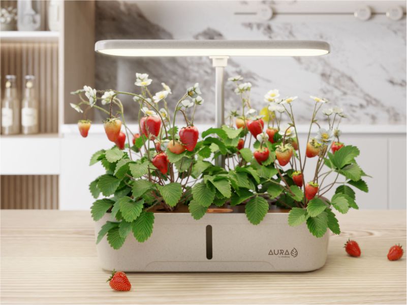 Cultivo sin complicaciones con Aura Hidroponía Perú